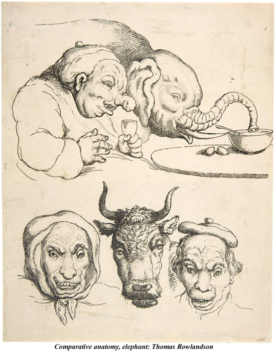 Comparative anatomy Elephant Thomas Rowlandson